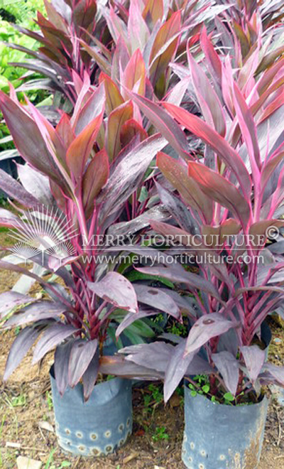 Cordyline Terminalia Red